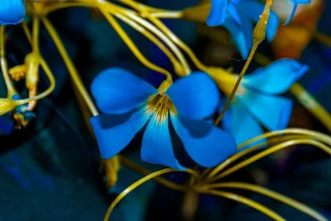 Oxalis triangularis. Purple shamrock. Stock Photos