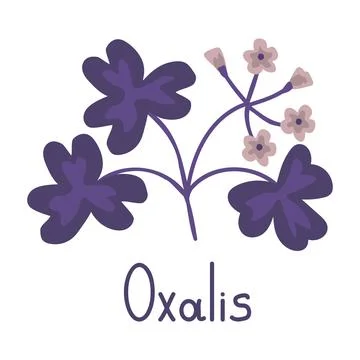 Oxalis vector illustration Stock Illustration