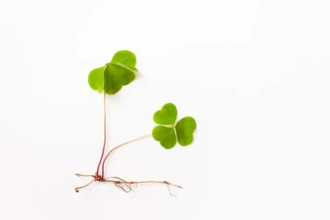 Oxalis on a white background. Space for text Foto stock