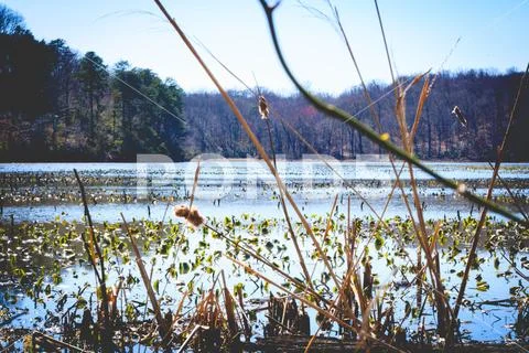 Oxbow Lake 2 Stock Photos