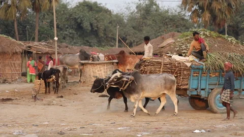 Oxcart moving past huts on a rural village road in IndiaStock Footage