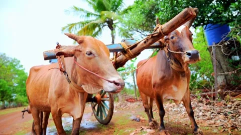 Oxcart Stranded on Dirt Pathway Stock Footage 290411075