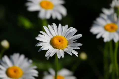 Oxeye Daisies Stock Photos