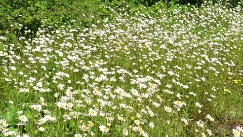 Oxeye daisies at a roadside, blowing in the wind, Ayrshire, Scotland, UK Stock Footage 197377529