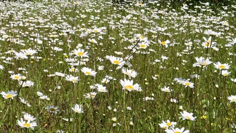 Oxeye daisies at a roadside, blowing in the wind, Ayrshire, Scotland, UK Stock Footage 197377565