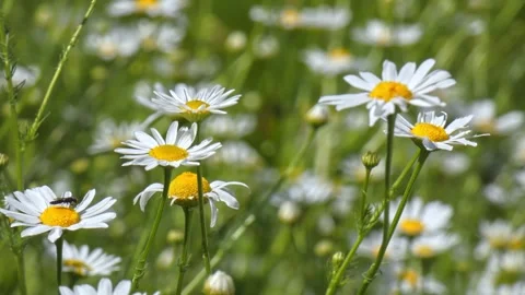 Oxeye daisies in summer field with small insects flying Stock Footage 330302847