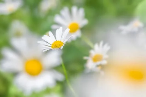 Oxeye daisy blur Stock Photos