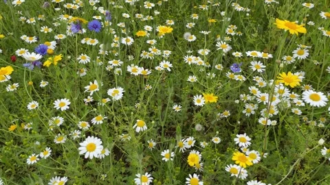 Oxeye daisy, Corn Marigold and Corn Flower in a wild flower meadow, England, UK 動画素材 280261783