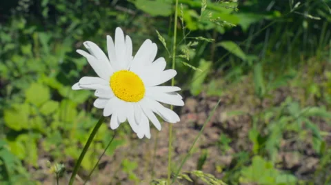 Oxeye daisy flower Stock Footage 51794508