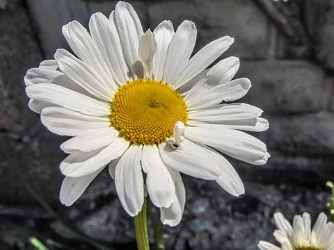 Oxeye daisy flower in the spring Stock-Fotos