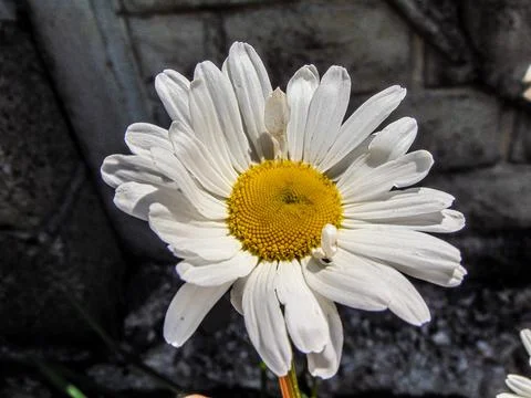 Oxeye daisy flower in the spring 库存照片