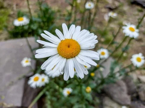 Oxeye daisy flower in spring 스톡 사진