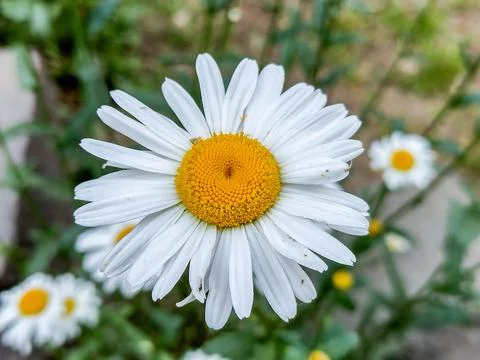 Oxeye daisy flower in spring 写真素材