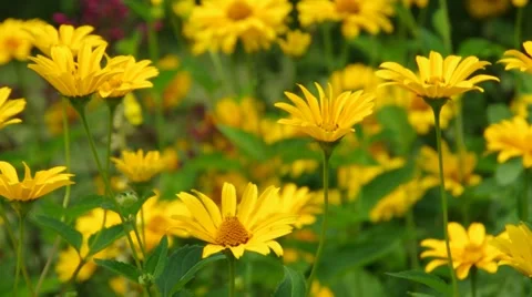 Oxeye daisy flower in summer Stock Footage 58893699
