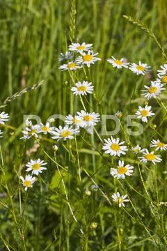 Oxeye daisy flowers in grass Stock Photos