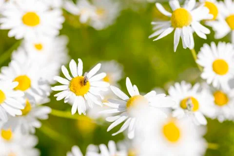 Oxeye Daisy with Fly Foto stock