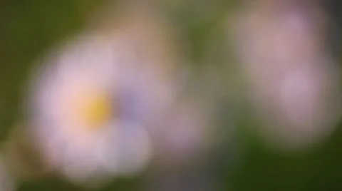 Oxeye daisy in a park Stock Footage 4742993