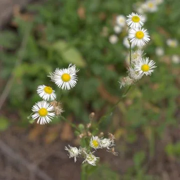 Oxeye daisy in the phase of active flowering. Closeup Stock Photos