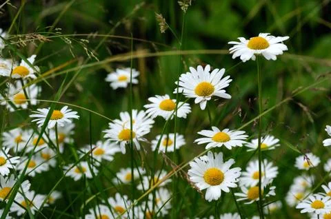 Oxeye daisy Stock Photos