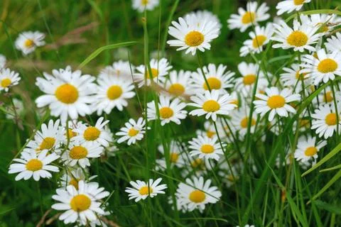 Oxeye daisy Stock Photos
