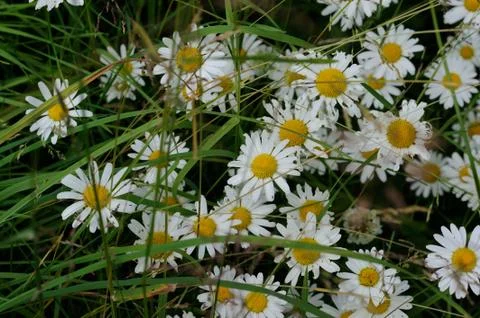 Oxeye daisy Stock Photos
