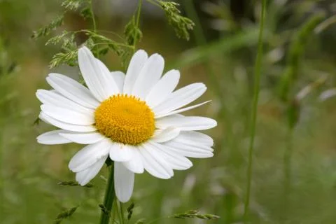 Oxeye daisy Stock Photos