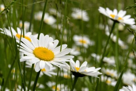 Oxeye daisy Stock Photos