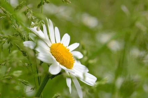 Oxeye daisy Stock Photos