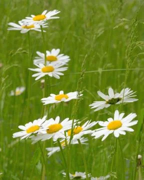Oxeye daisy Stock-Fotos