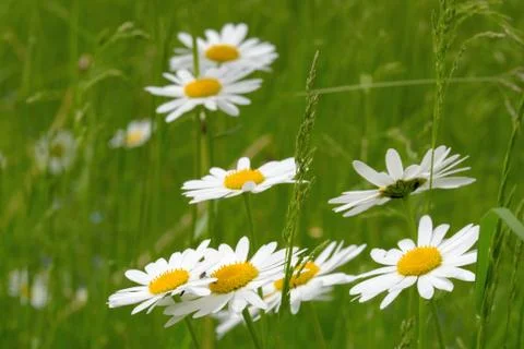 Oxeye daisy Stock Photos