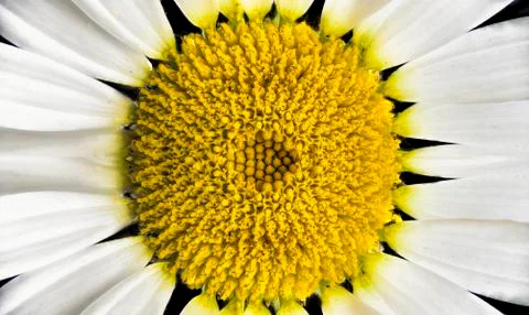 Oxeye Daisy Stock Photos