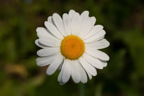 Oxeye daisy Stock Photos