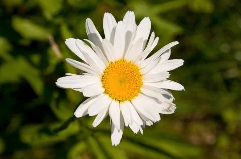Oxeye Daisy Stock Photos