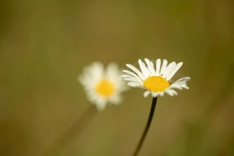 Oxeye Daisy 스톡 사진