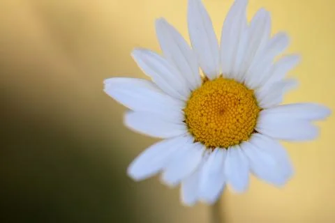 Oxeye Daisy Stock Photos