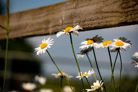 Oxeye Daisy 스톡 사진