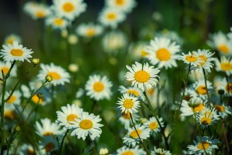 Oxeye Daisy 스톡 사진