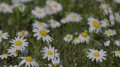 Oxeye daisy wildflowers meadow in the Spring time low level shot. Stock Footage 334789569