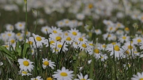 Oxeye daisy wildflowers meadow in the Spring time Stock Footage 334789976