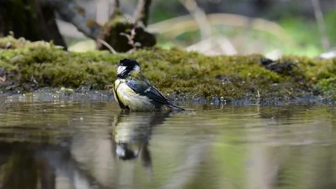Oxeye (Parus major) Stock Footage 76318332