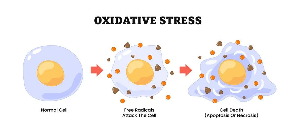 Oxidative stress, labeled normal cell, free radicals attack, cell death, ap.. Stock Illustration