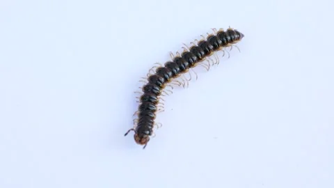 Oxidus gracilis millipede Stock Footage 282731345