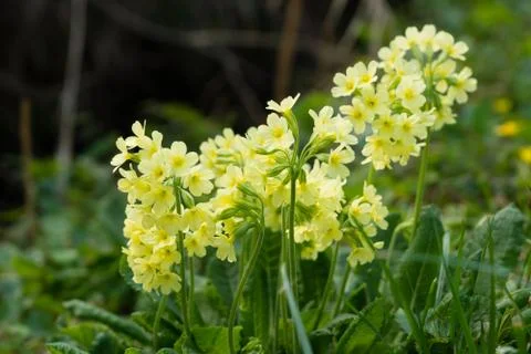 Oxlip Stock Photos