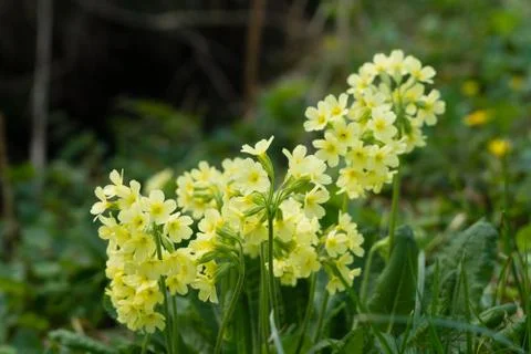 Oxlip Stock Photos