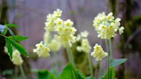 Oxlip, primula elatior, focus pulling Stock Footage 126891635