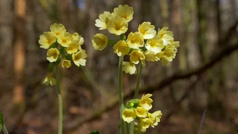 Oxlip (Primula elatior) Stock Footage 127566153