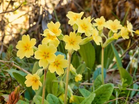 Oxlips - Primula elatior. Stock Photos