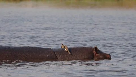 Oxpecker bird sitting on back of Hippo Stock Footage 113964950