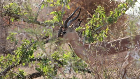 An Oxpecker removing parasites from an Impala Stock Footage 201593468