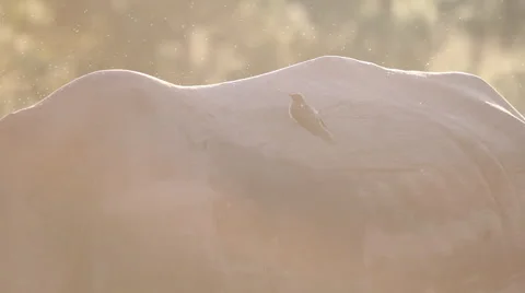 Oxpecker on Rhino at Sunset Stock Footage 41638817